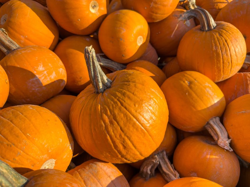 Large piles scattering of small pumpkins and gourds at a pumpkin patch in October for a Fall Festival