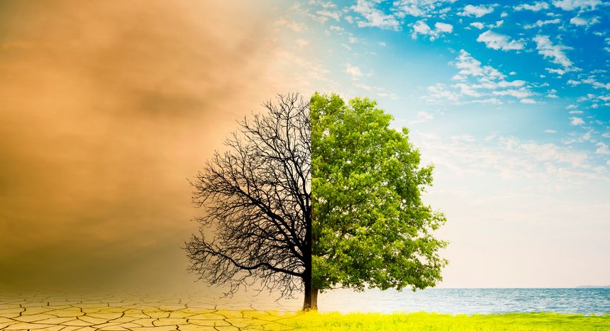 Altered tree in climate change in a landscape