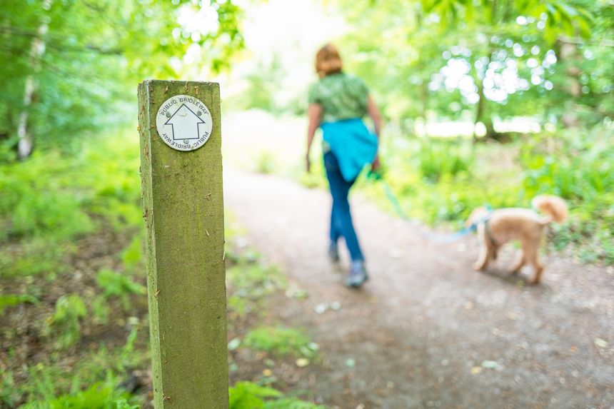 Shallow focus of a typical public footpath and bridle path seen in a British forest. A female dog walker is following the path to a distant forest clearing.