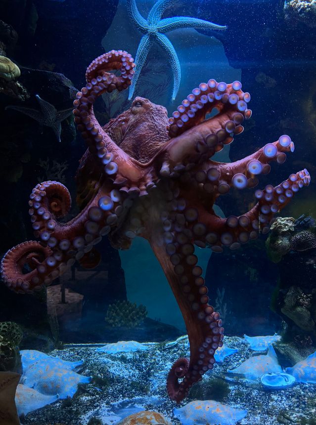 An octopus in an aquarium is showering its tentacles