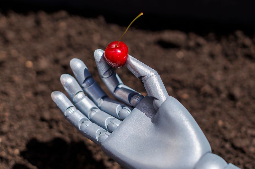 robot hand holding a ripe cherry in a garden