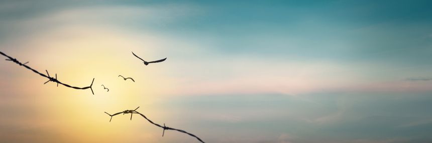 Barrier wire fence refugees Twilight sky. Deliverance Broke spike change bird boundary concept human rights slave prison jail break hope freedom Business social liberty day world war emancipation win