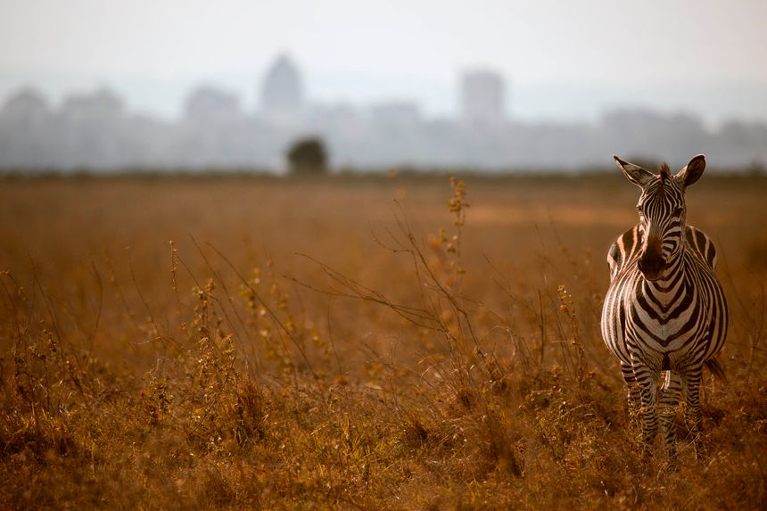 A zebra stands among dry grasses against a city backdrop - Nairobi National Park