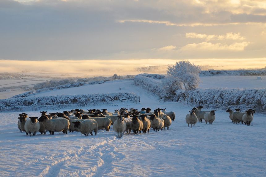 A winter dawn showing a flock of sheep eagerly waiting food. The challenge of winter farming in North Devon, England.