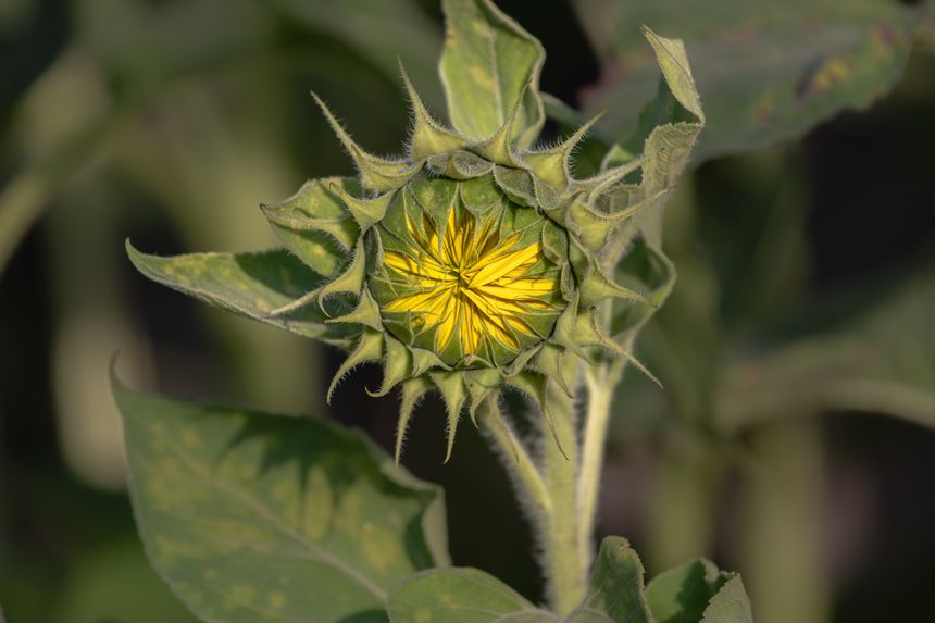 The head of a young sunflower. Sunflower seeds. Farm harvest. Yellow petals. Ukrainian economy. Ecological products. Summer snack.