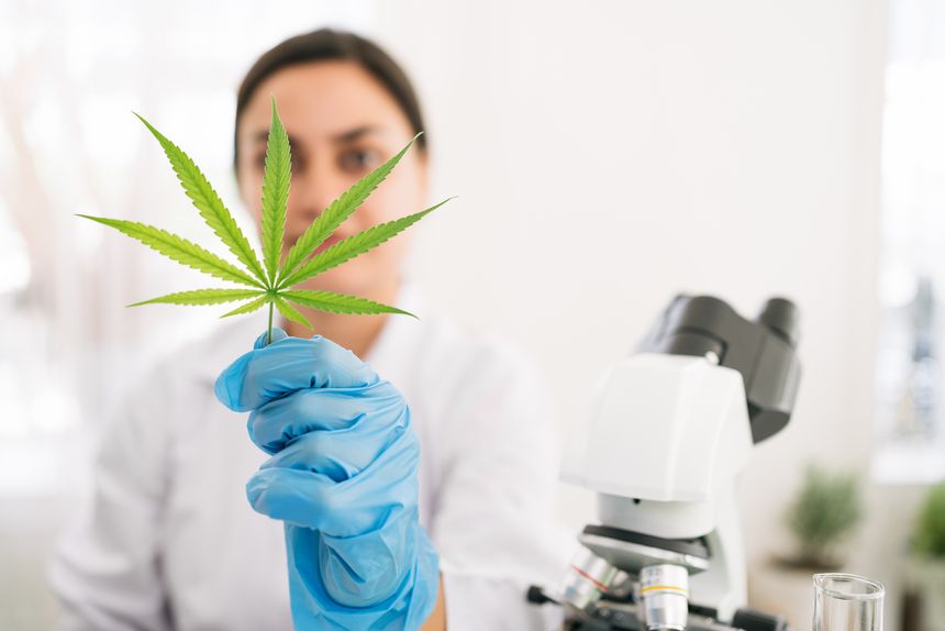 Scientist in a lab coat and blue gloves examines cannabis leaf in a laboratory. Microscope and test tubes suggest medical research, biotechnology, The study of cannabis for healthcare, pharmaceuticals
