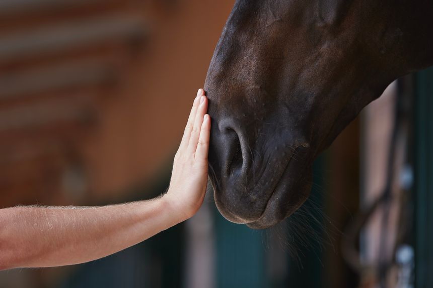 Friendship between man and his horse. Human hand stroking horse head in stable.