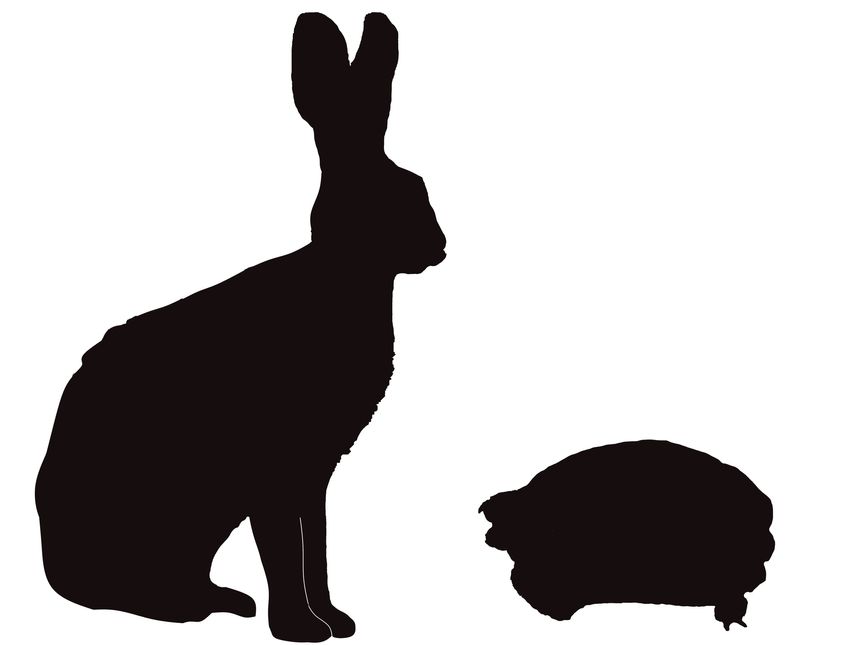 hare and a tortoise silhouettes on a white background