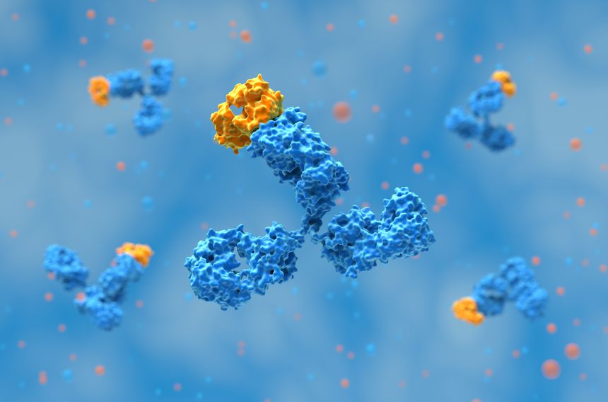 A monoclonal antibody (mAb, more rarely called moAb) is an antibody produced from a cell lineage made by cloning a unique white blood cell. All subsequent antibodies derived this way trace back to a unique parent cell.