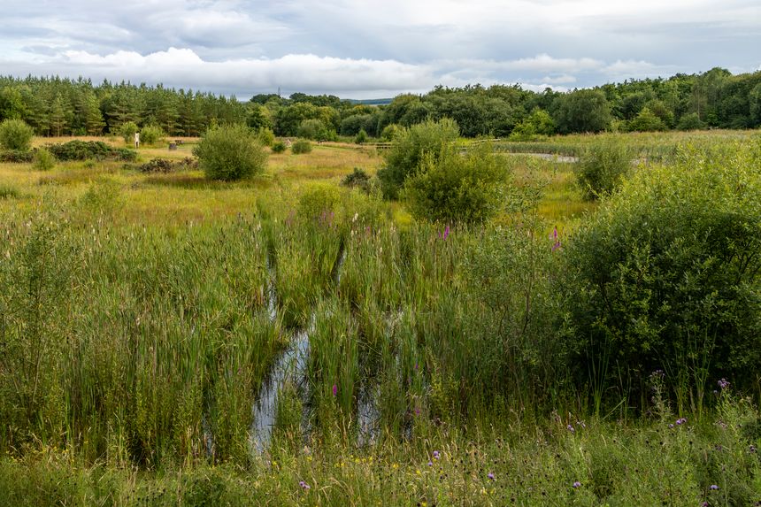Coal mine restoration project to wildlife and nature reserve with wood and wetland