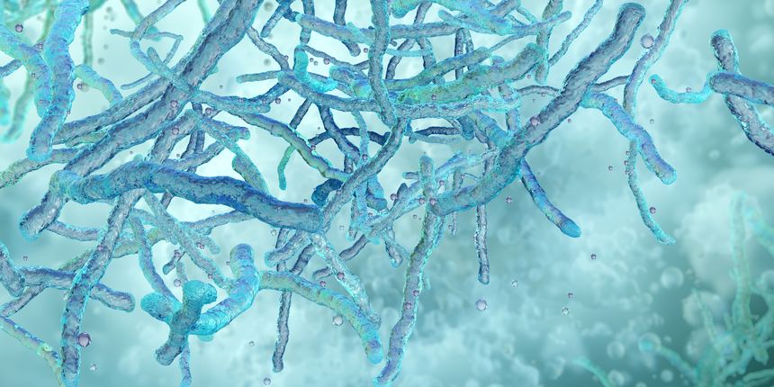 A microscopic image of Mycobacterium tuberculosis bacilli colony. Rod-shaped pathogen bacteria, infectious disease, tuberculosis infection causing bacteria. Mycobacterial cells biology, scientific 3D illustration