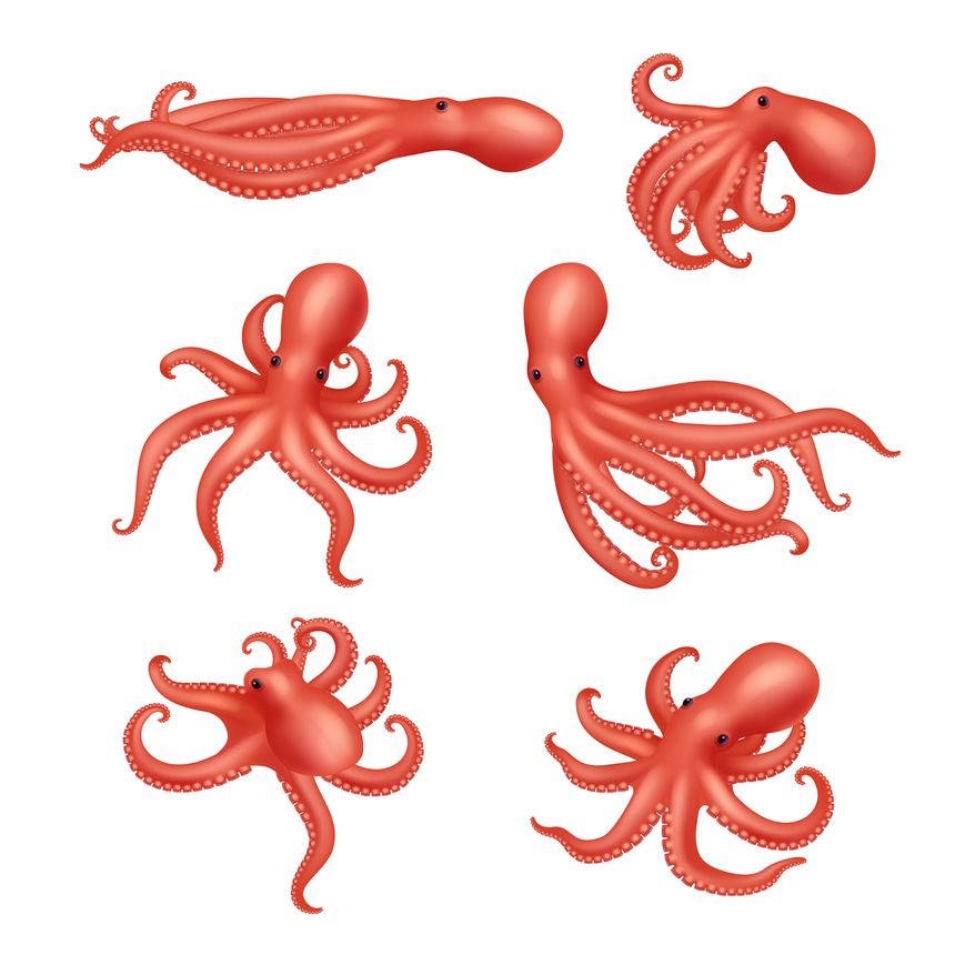 Octopus. Underwater ocean creature decent vector aquatic squid realistic illustration of octopus with tentacle, ocean underwater animal