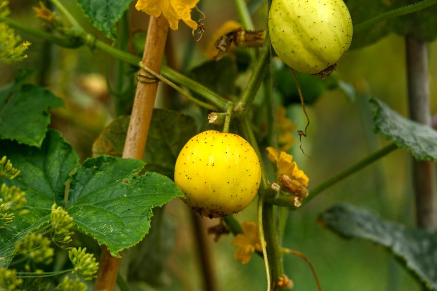 Cucumber crystal lemon fruit growing in summer kitchen garden.