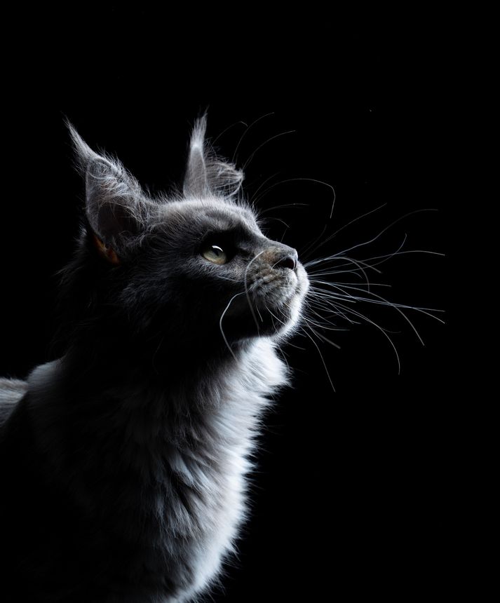 Curious Maine Coon Cat with long whiskers looking up, three-quarter profile view on black background