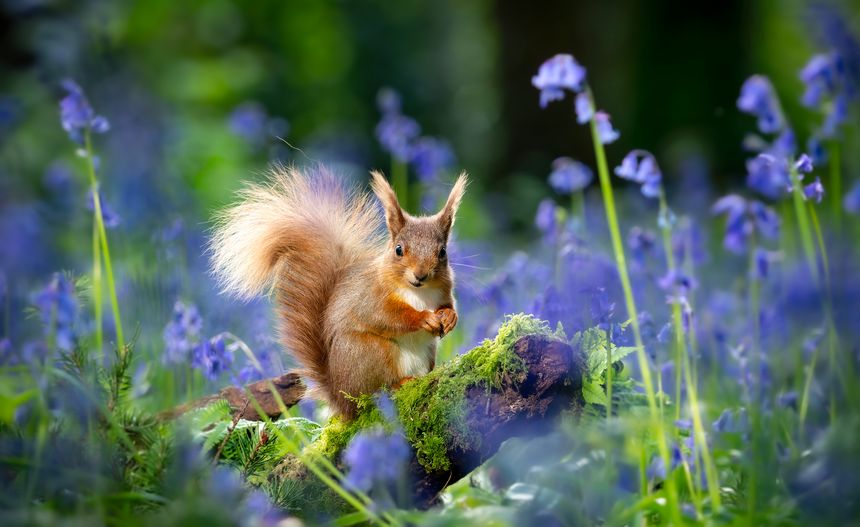 One of natures best combinations is a red squirrel foraging amongst spring bluebells. The colours really compliment each other.