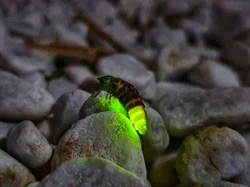 A shining firefly taken in Germany in summer at night on stones. It is nice to see how only the rear part glows in yellow-green