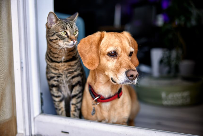 dog and cat as best friends, looking out the window together