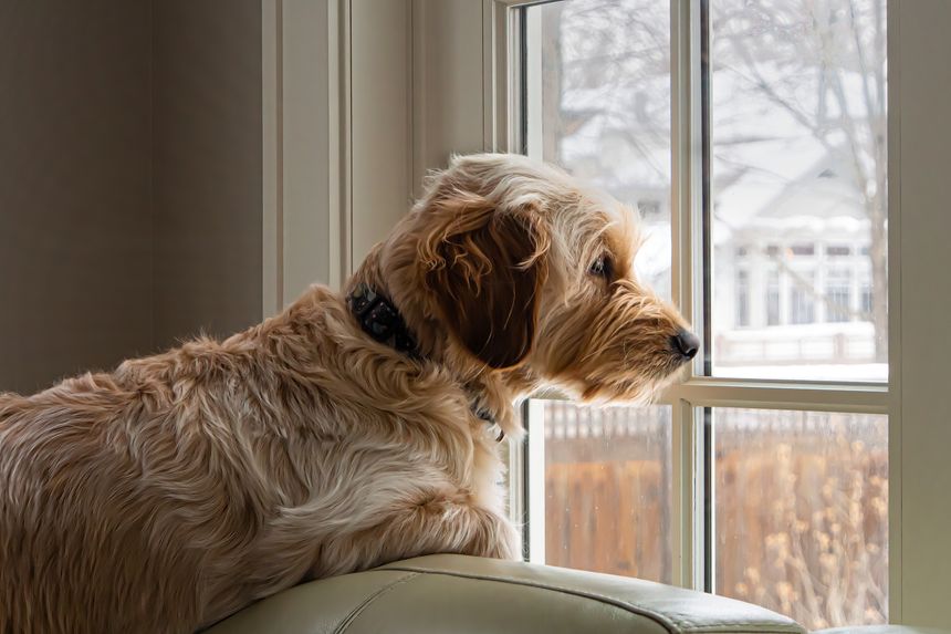Young Goldendoodle dog waits at the window on a snowy winter day, resting upon a pale green sofa in a room with light colored walls. Soft, pastel, quiet mood, staying warm on a cold day.