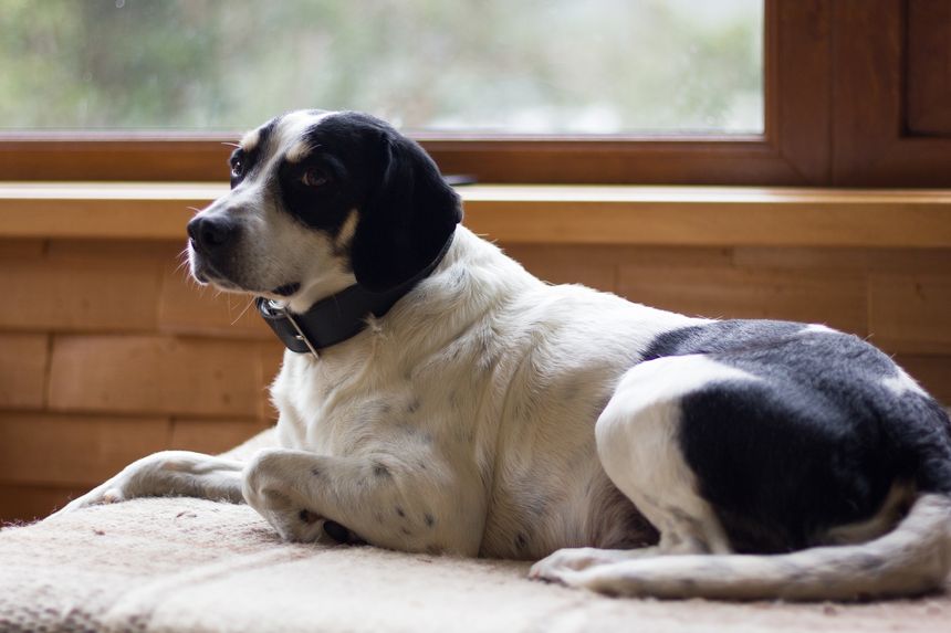 Suspicious black and white dog lying down on couch by window in living room