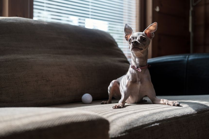 Beautiful Russian toy terrier dog with a pink collar plays with a golf ball on a soft sofa, against the background of a window with shutters, in a cozy home environment.