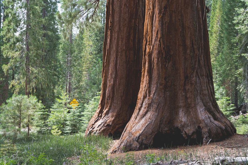 Trunk bases of two giant sequoias at Mariposa Grove of Giant Sequoias in Yosemite National Park, California