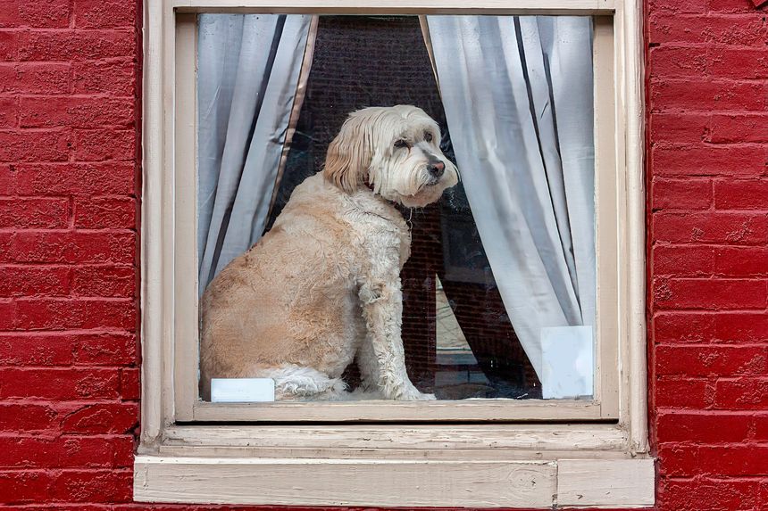 Baltimore, MD USA Feb 26, 2009: A mature sheep dog sits quietly in a row house window in East Baltimore, waiting for its owner to arrive home.