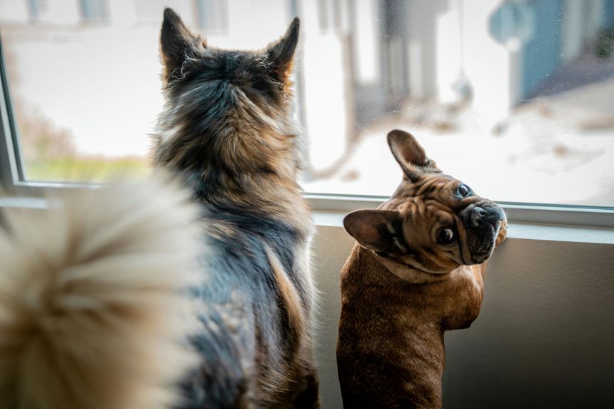 This charming stock photo captures a fluffy German Shepherd and a curious French Bulldog gazing out a sunlit window, creating a heartwarming scene. The soft lighting highlights their fur textures, evoking a sense of companionship and curiosity. Ideal for pet-related advertisements, blogs, or social media content targeting animal lovers. The composition emphasizes the dogs' attentive postures, making it perfect for storytelling or illustrating themes of friendship and exploration.