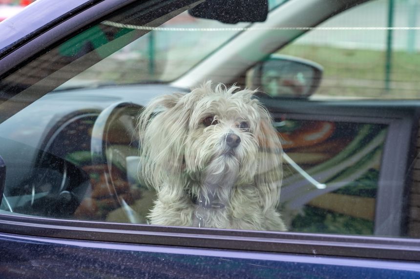 Fluffy Chinese crested dog waiting for his owner in a car