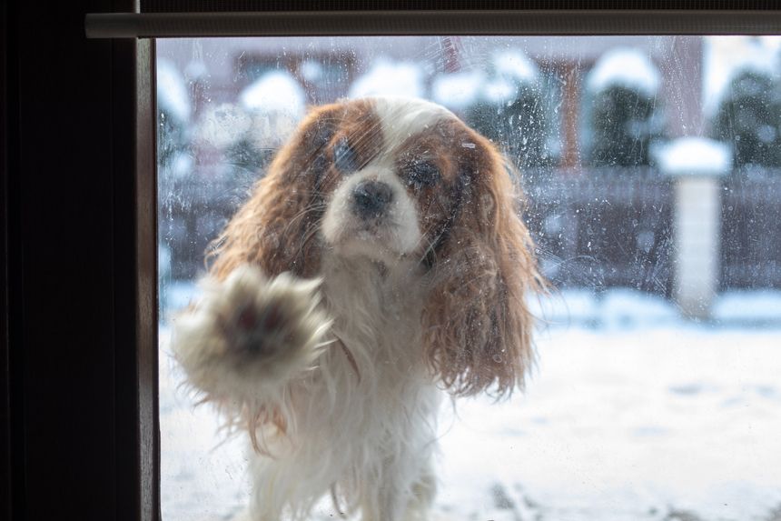 Cinematic defocus shot through dirty blurred glass of Dog knocks on door of ice glass house with his paw, Cavalier King Charles Spaniel ask for home from cold snowy winter