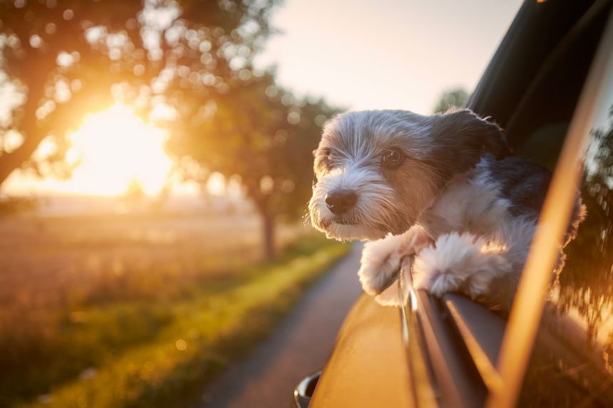 Happy lap dog looking out of car window. Cute terrier enjoying road trip at sunny summer day.