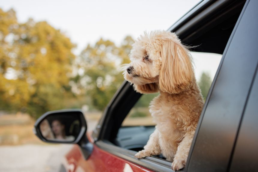 Cute fluffy dog looking out of car window on a road trip, enjoying fresh air and adventure, autumn background.