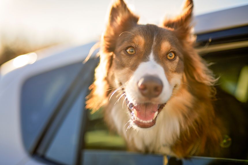A brown tricolor australian shepherd inside car