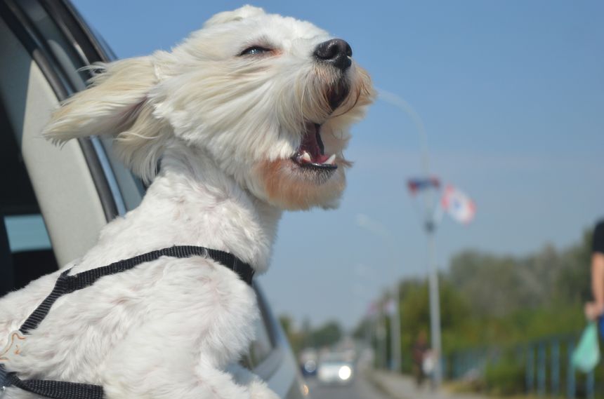 Small white dog barking thorugh car window