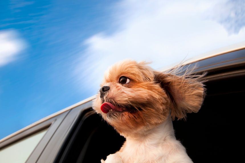 Dog in a Car Window and enjoy road trip