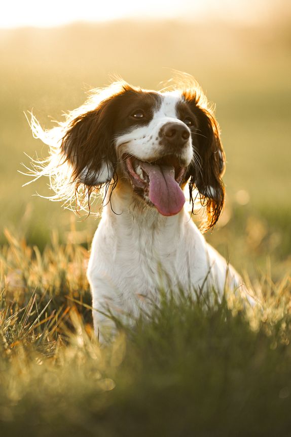 Springer spaniel dog sitting in the grass in a beautiful sunset