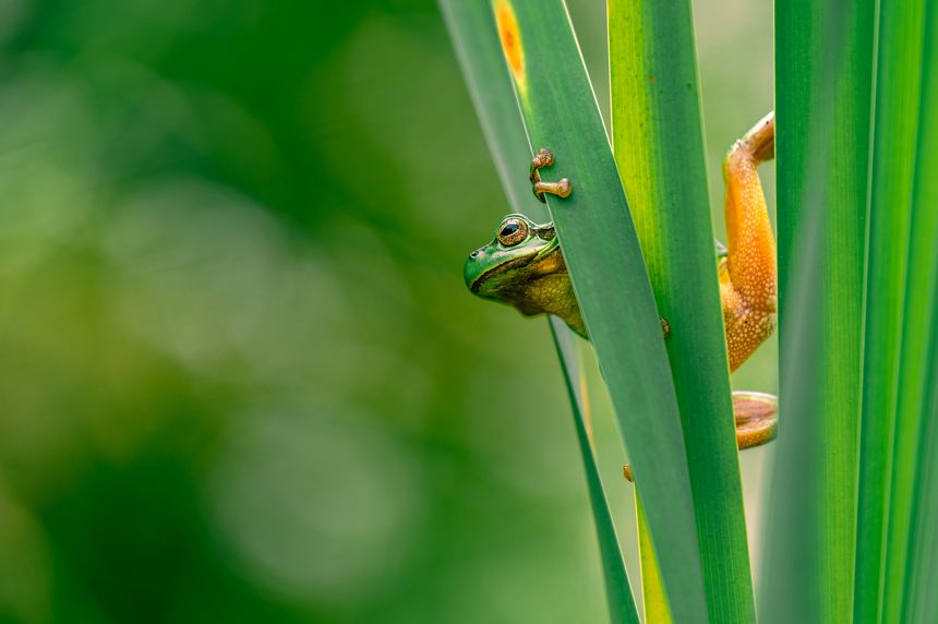 A common tree frog (Hyla arborea) is seen clinging to and climbing a cattail plant. The frog appears to be hiding among the plant's leaves and stems.