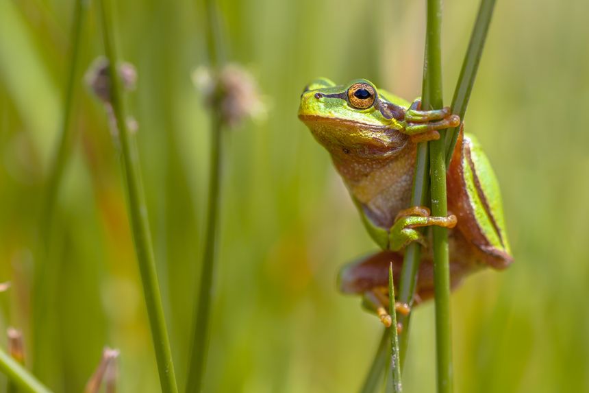 Side view of European tree frog (Hyla arborea) climbing in common rush (juncus effusus)
