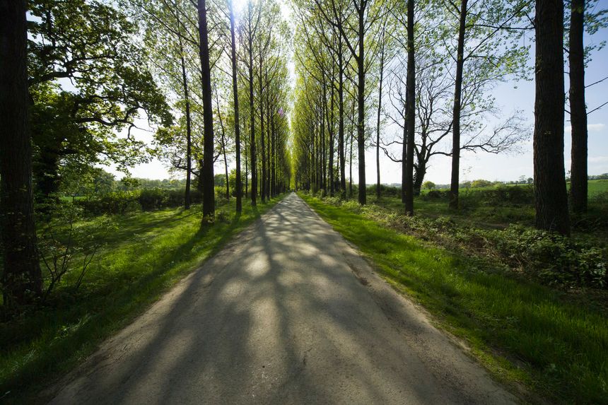 footpath trees country road tree lined avenue