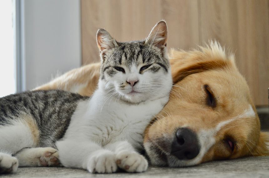 Dog and cat enjoy together