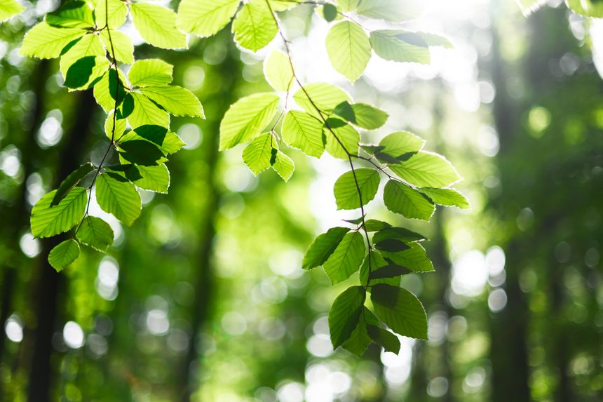 Sunbeams shine through young beech leaves in spring forest. Nature background