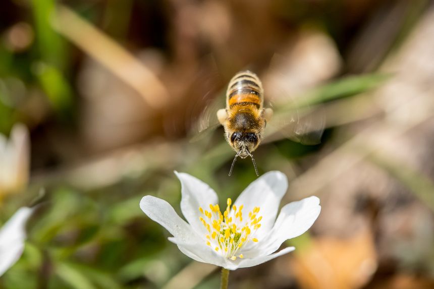 Bee flying over Anemone nemorosa in forest, anomone wildflower in spring copy space
