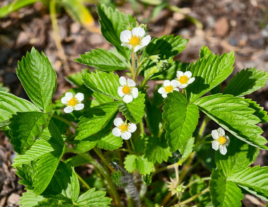 Wild strawberry flowers and green leaves, closeup on sunlit forest floor with delicate white petals and yellow