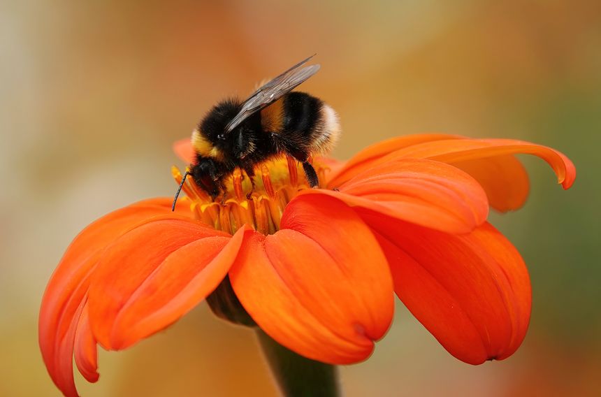 A bumblebee feeding in a garden in summer.