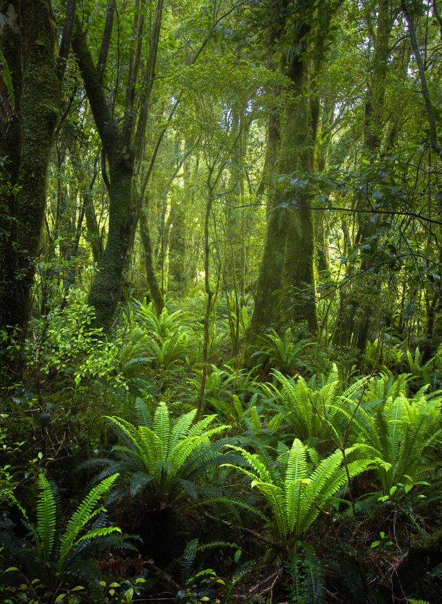 Rainforest on the South Island of New Zealand