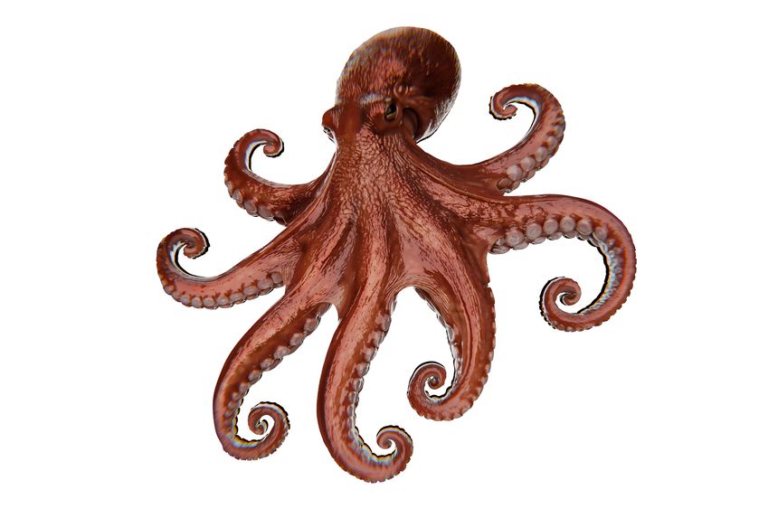 red coloured 3d octopus on solid colour background, marine life, octopus tentacles