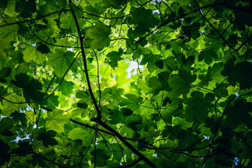 Gazing upwards at a tall tree adorned with an abundance of lush green leaves, set against the backdrop of the sky and natural landscape