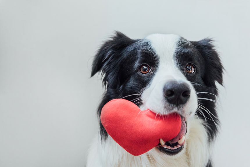 St. Valentine's Day concept. Funny portrait cute puppy dog border collie holding red heart in mouth isolated on white background, close up. Lovely dog in love on valentines day gives gift