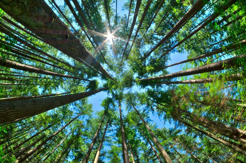 Fisheye HDR view looking directly up in dense Canadian pine forest with sun glaring in clear blue sky as trees reach for the sky