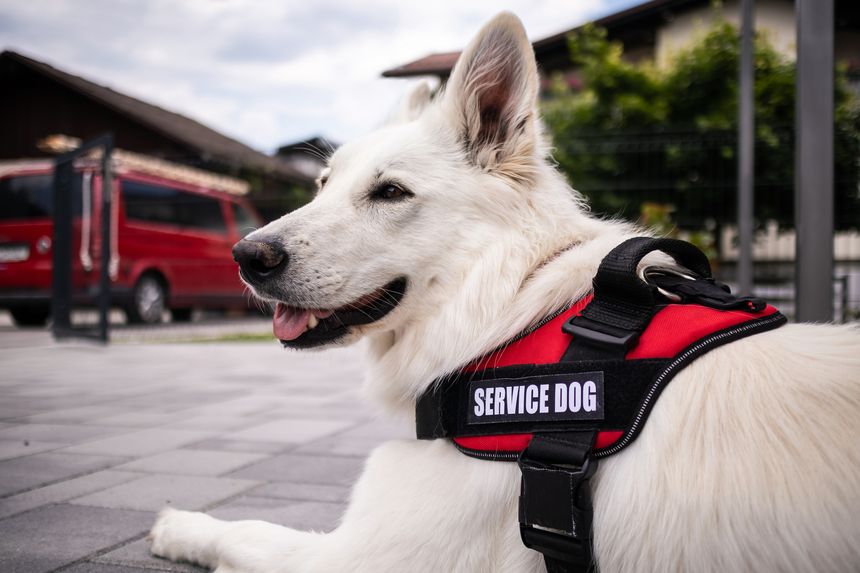 Man with disability and his service dog providing assistance. Electric wheelchair user.