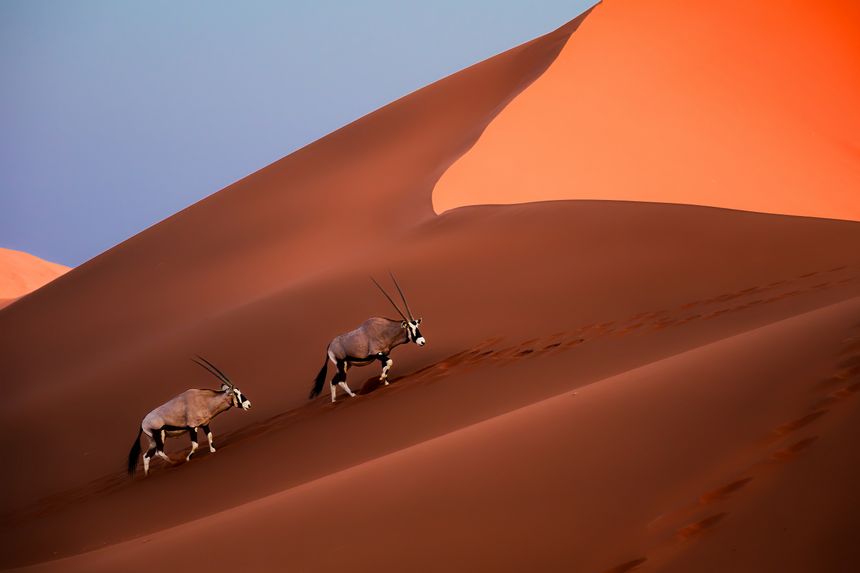 Gemsbok or South African oryx - Oryx gazella, large antelope endemic to dry regions of Botswana, Namibia, South Africa and Zimbabwe, two or pair walk on the red dunes of Namib Desert.